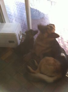 Puppies and Adults Can Get Along if Properly Introduced
