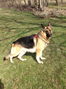 Traveling with Your German Shepherd Dog