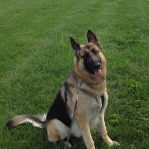 Grand Champion Heidelberg's Kodiak v Queridad Enjoying a Clean Yard