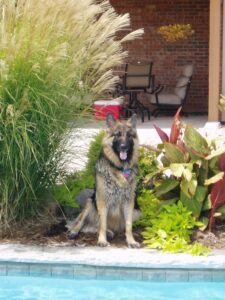 Practice Pool Safety With Your German Shepherd Dog, Puppy or Adult
