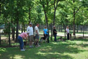 Canine Good Citizen Training