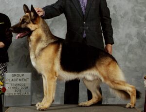 Grand Champion, Champion Heidelberg's Nashville v Oklahoman