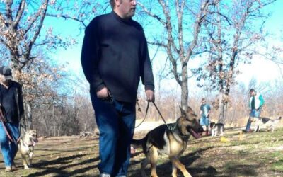 German Shepherd Dog Days of Summer