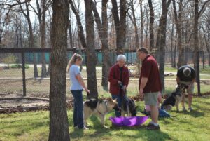 Canine Good Citizen Training