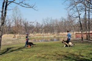 German Shepherd Dogs Heeling at Keystone German Shepherd Training Class
