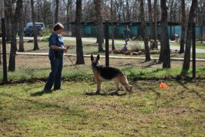 Canine Good Citizen Training