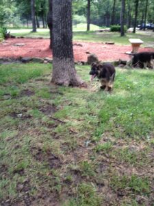 Puppy Playing In The Yard