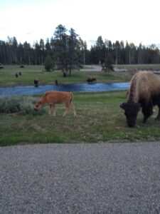 Bison Calve and Mom