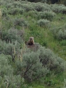 A badger on the Lost Lake Trail that Was Determined Not to Let Us Pass
