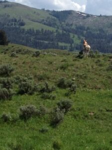 An Antelope on Another Mountain Pass Trail