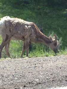 A Very Rare Close Encounter With A Rocky Mountain Sheep Ewe