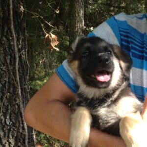 It's Time For My First Heartworm Treatment