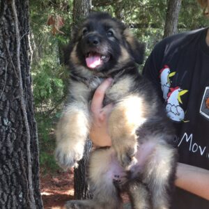 A Happy Healthy Correctly Fed and Supplemented Puppy