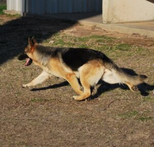 This Picture Taken In February of 2012 Shows Daphne's Perfect Gait
