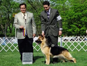 GCh. Ch. BIS Multiple-Group Winner Heidelberg's Kay at age 15 months