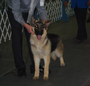 Heidelberg's Hardy V Casinoe (Hardy) at 12- Months-of-Age