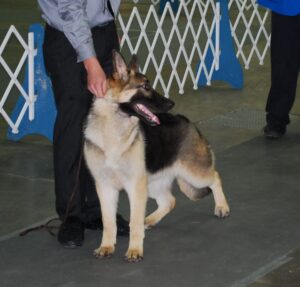 Heidelberg's Hardy V Casinoe (Hardy) at 12- Months-of-Age