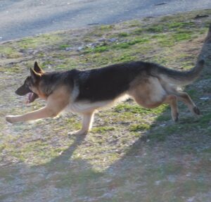 A Two-Year-Old Patriot playing in Pine Bluff, AR at Dog Show in February 2013