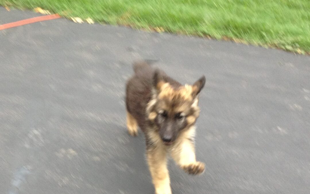 Historical of Keystone German Shepherds
