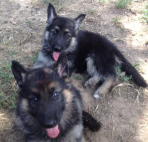 Heidelberg Puppies that are currently Available at Keystone German Shepherds & Kennels