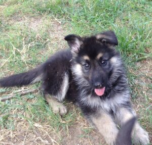 A Male Heidelberg Puppy that is currently Available at Keystone German Shepherds & Kennels