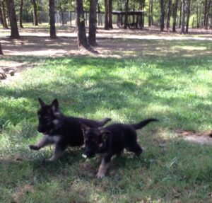 Heidelberg Puppies that are currently Available at Keystone German Shepherds & Kennels