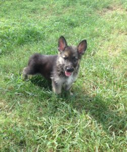 A Female Heidelberg Puppy that is currently Available at Keystone German Shepherds & Kennels