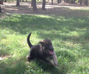 A Male Heidelberg Puppy that is currently Available at Keystone German Shepherds & Kennels