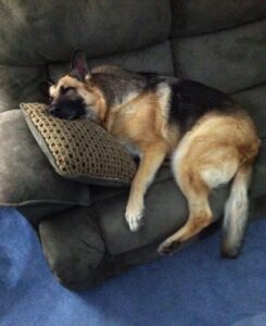 Shepherds Love Good Naps