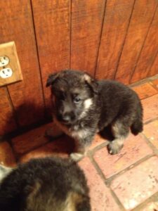 GCh. Ch. Heidelberg's Kodi X Heidelberg's Yoyo puppy