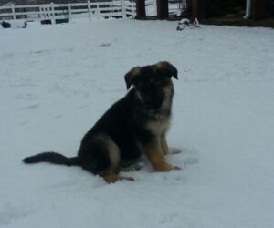 Heidelberg Puppies Are Well Equipped to Be Comfortable in the Winter