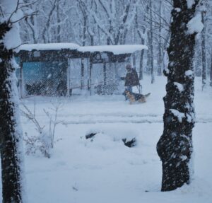 Heidelberg German Shepherds Enjoying a March Blizzard