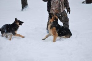 Heidelberg German Shepherds Playing in a Winter Storm 