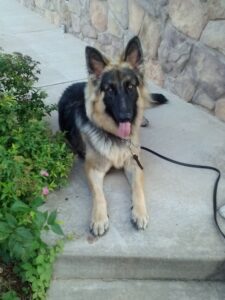 A Six-Month-Old Heidelberg's Damon Relaxing at Home