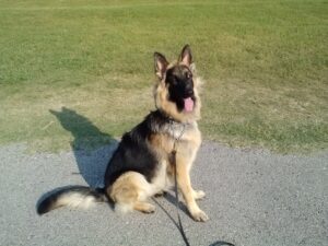 A Six-Month-Old Heidelberg's Damon Sitting Nicely at Home