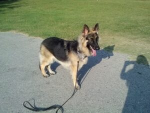 A Six-Month-Old Heidelberg's Damon Standing Nicely at Home