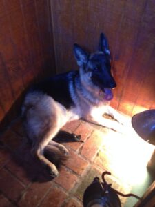 Heidelberg's Farrah and Her New Puppy After a Difficult Delivery
