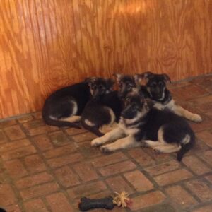 A Happy Heidelberg Puppy Litter Resting After Having Their Monthly Health Check