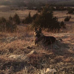 A Happy Well Maintained and Healthy Heidelberg German Shepherd Dog
