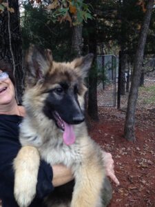 You Are Responsible for Training Your New Heidelberg German Shepherd Puppy 