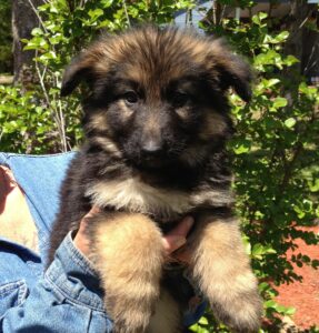 Wren a Kodi Who Loves to Be Held