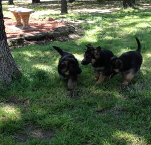Jude Puppies Playing, From Right to Left Aspen, Allen, and Annie