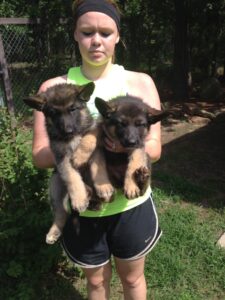 Xena and Xandra Winterx big puppies ready to go to a new home
