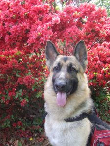 Grand Champion Heidelberg's Kodiak v Queridad, Certified Service Dog, OFA 24G Excellent, DNA  #V495166