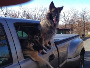 Finding the Right Fit For Veterinarian Care