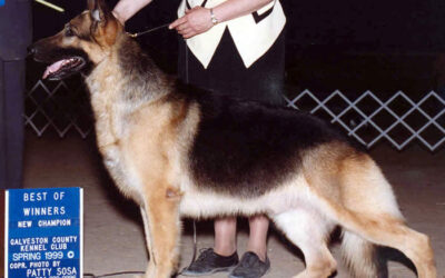 Vitamins and Supplements for Your German Shepherd Dog and Puppy