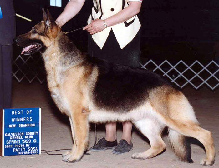 Vitamins and Supplements for Your German Shepherd Dog and Puppy