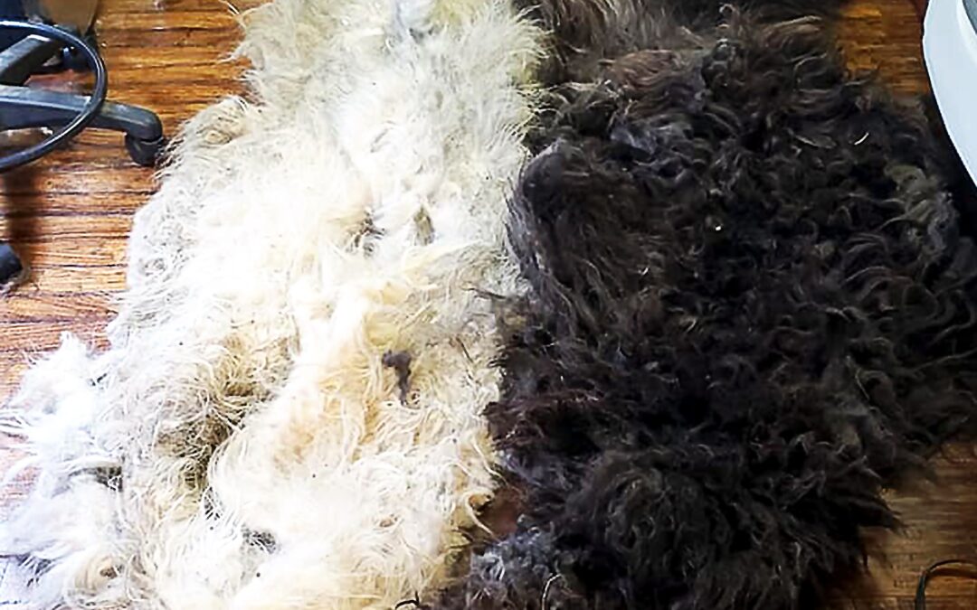 Useful Tips for Shed Dog Hair