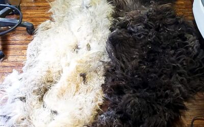 Useful Tips for Shed Dog Hair