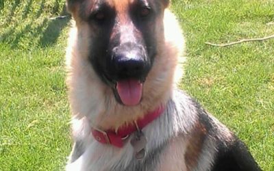 Preserving Our Canine Heritage